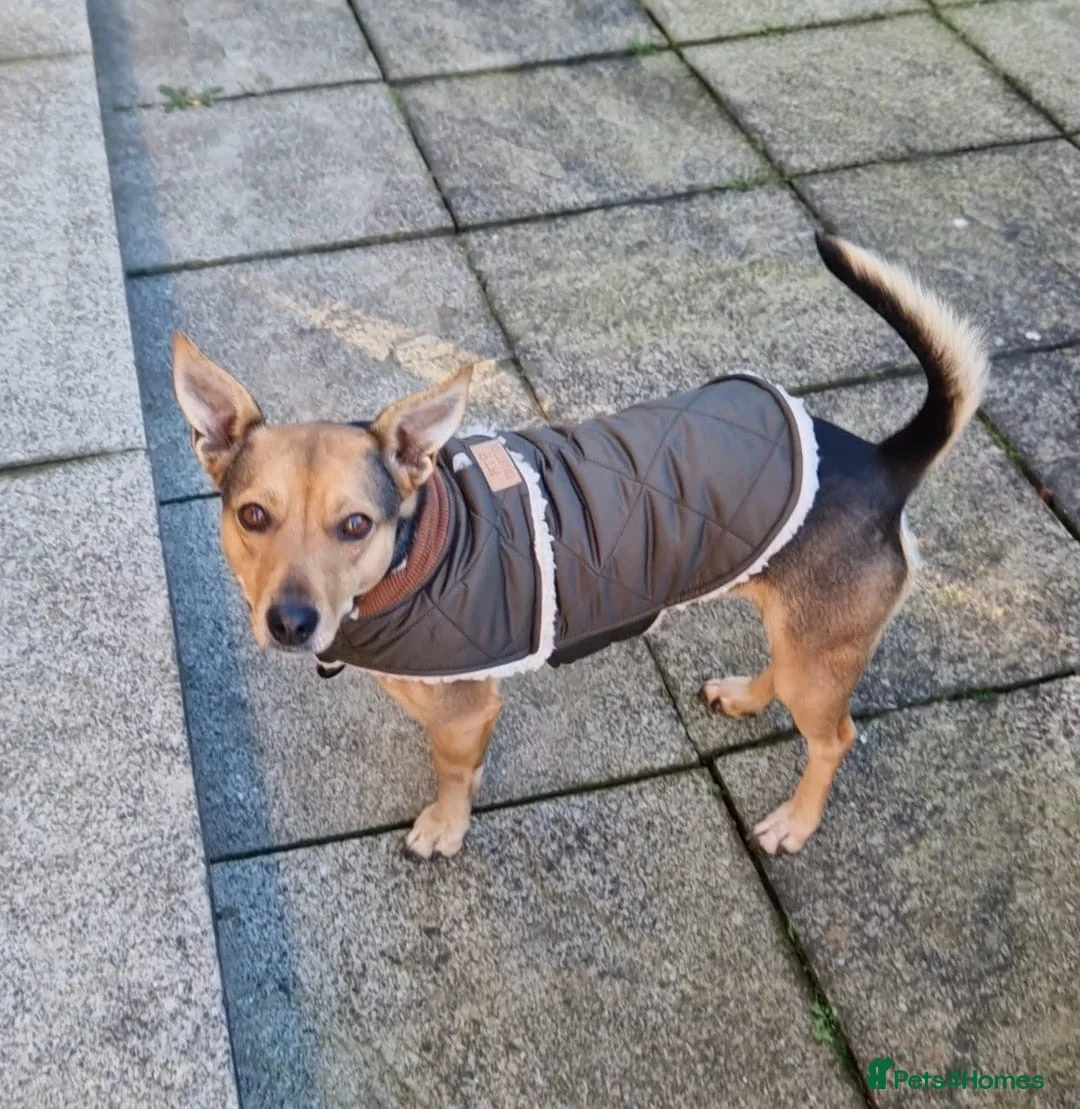 Mixed Breed dogs for adoption: Pippa  - Advert 11