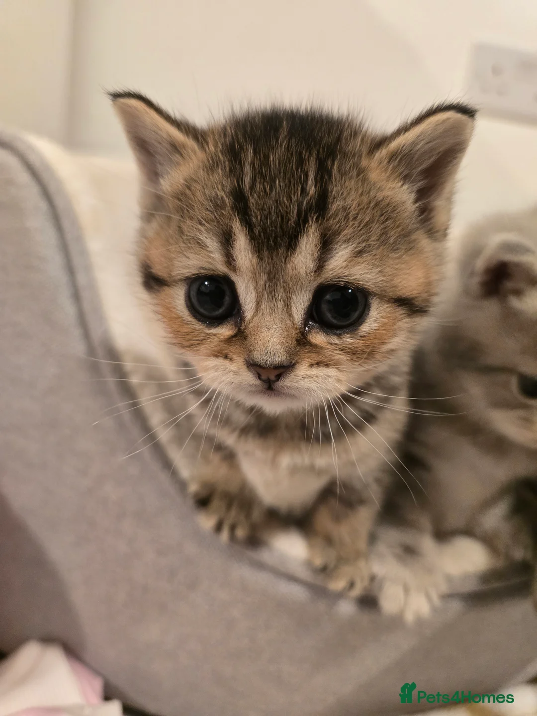 British Shorthair cats for sale: Kittens British shorthair  - Advert 2