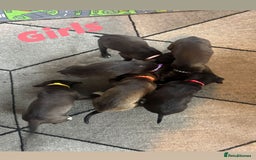 Mixed Breed dogs for sale: Mastiff collies  - Image 14