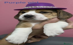 Beagle dogs for sale: Sweet litter of tri-colored beagle - Image 6