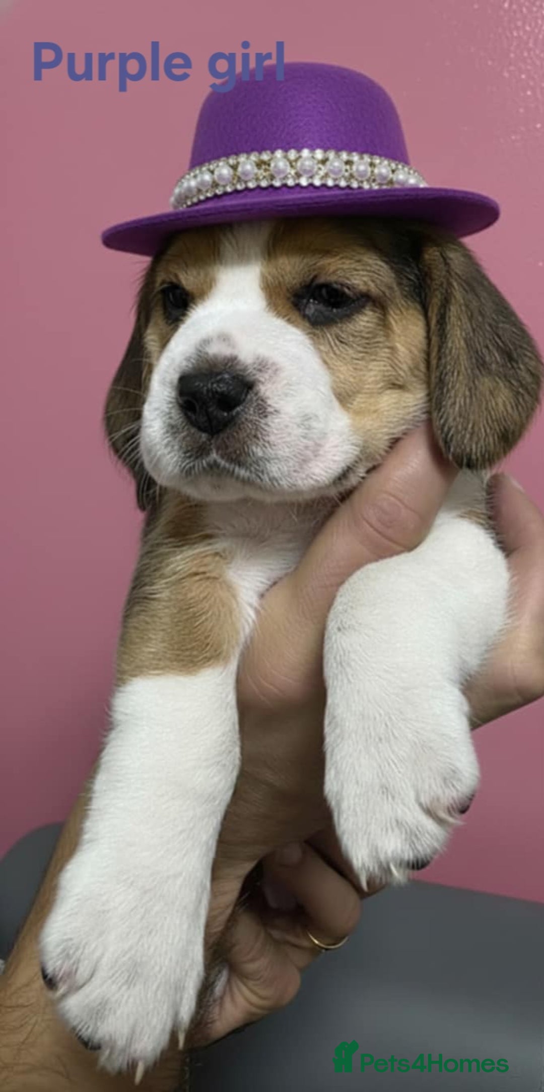 Beagle dogs for sale: Sweet litter of tri-colored beagle - Image 6
