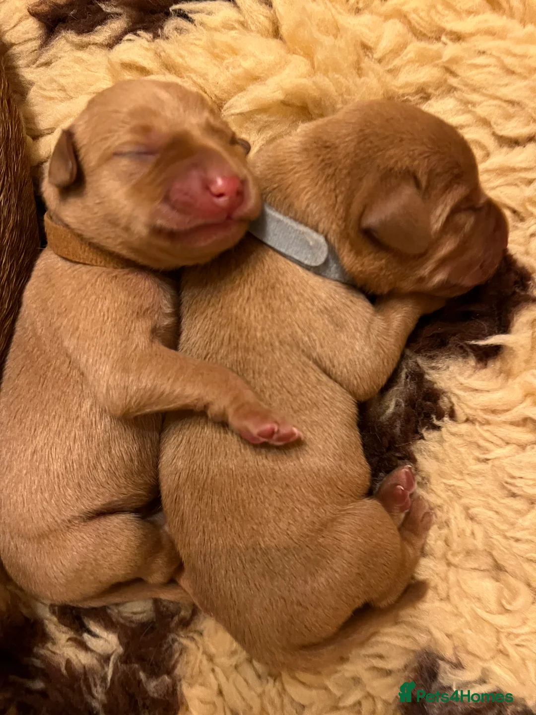 Labrador Retriever dogs for sale: Red Fox Labrador  - Advert 8