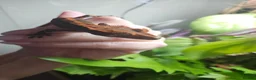 Gecko reptiles for sale: Crested Gecko and full setup  in Bordon - Advert 2