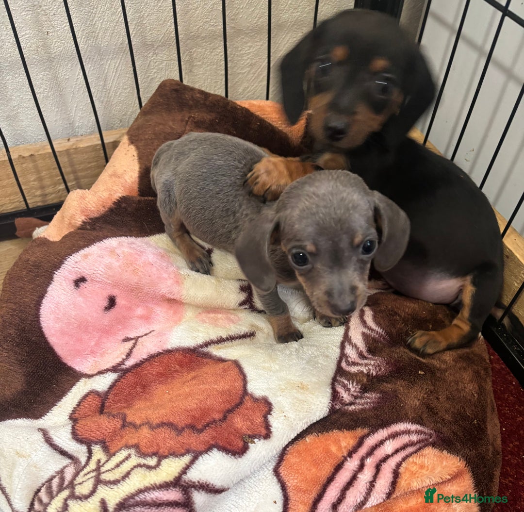 Dachshund dogs for sale: READY to leave dachshund puppy’s for sale  - Image 32