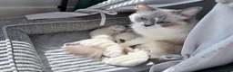Ragdoll cats for sale: Ragdoll kittens 2 girls 1 boy - Advert 6