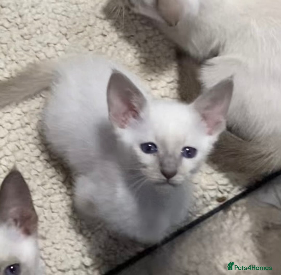 Oriental cats for sale: Oriental kittens  - Advert 30