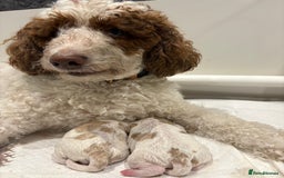 Double Doodle dogs for sale: Parti Double Doodles 🐾  - Image 7