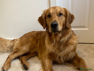Golden Retriever dogs in Wrexham - Advert 31