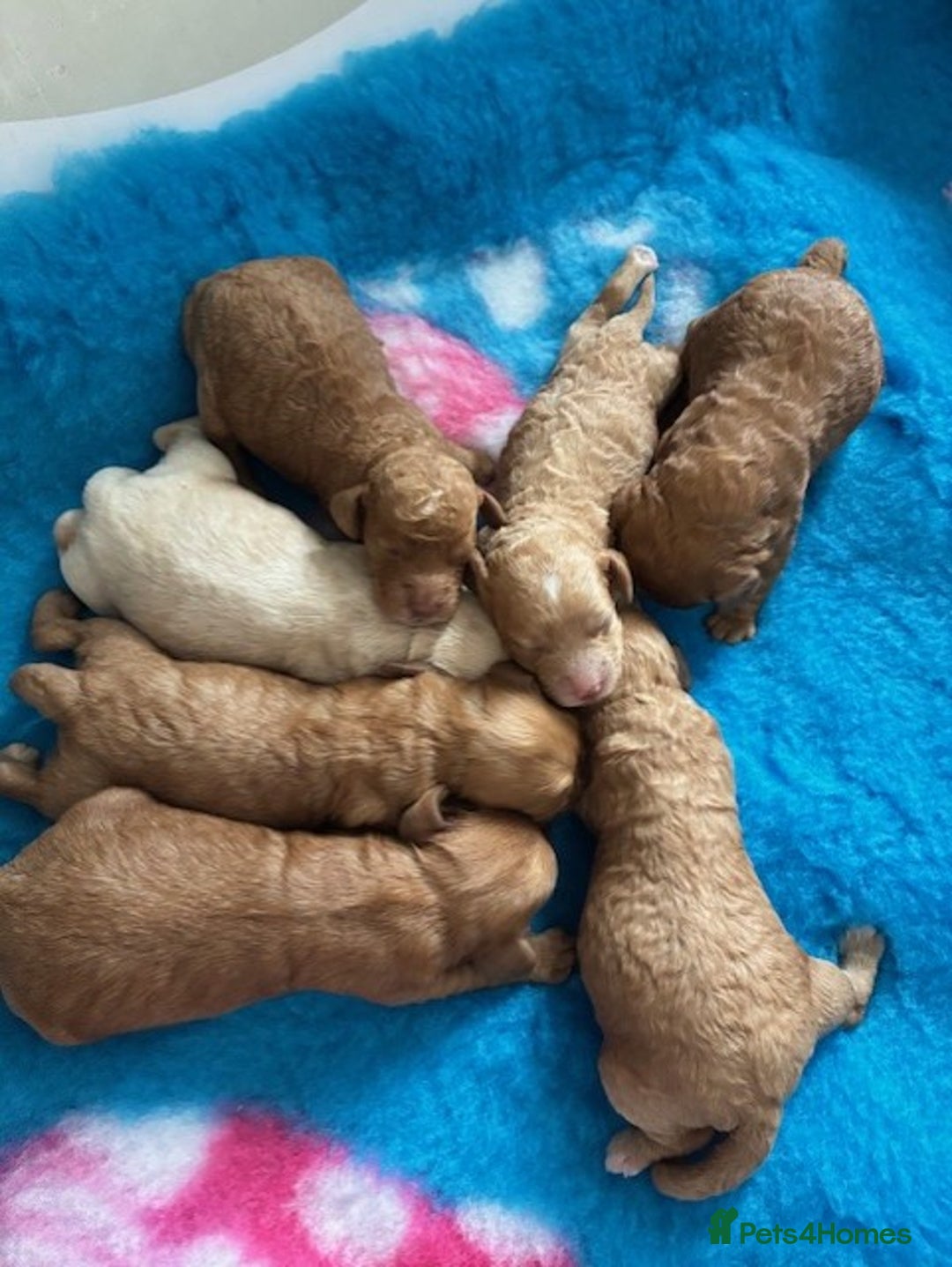 Cavapoo dogs for sale: ✨ Gorgeous Cavapoo puppies ✨ - Image 3