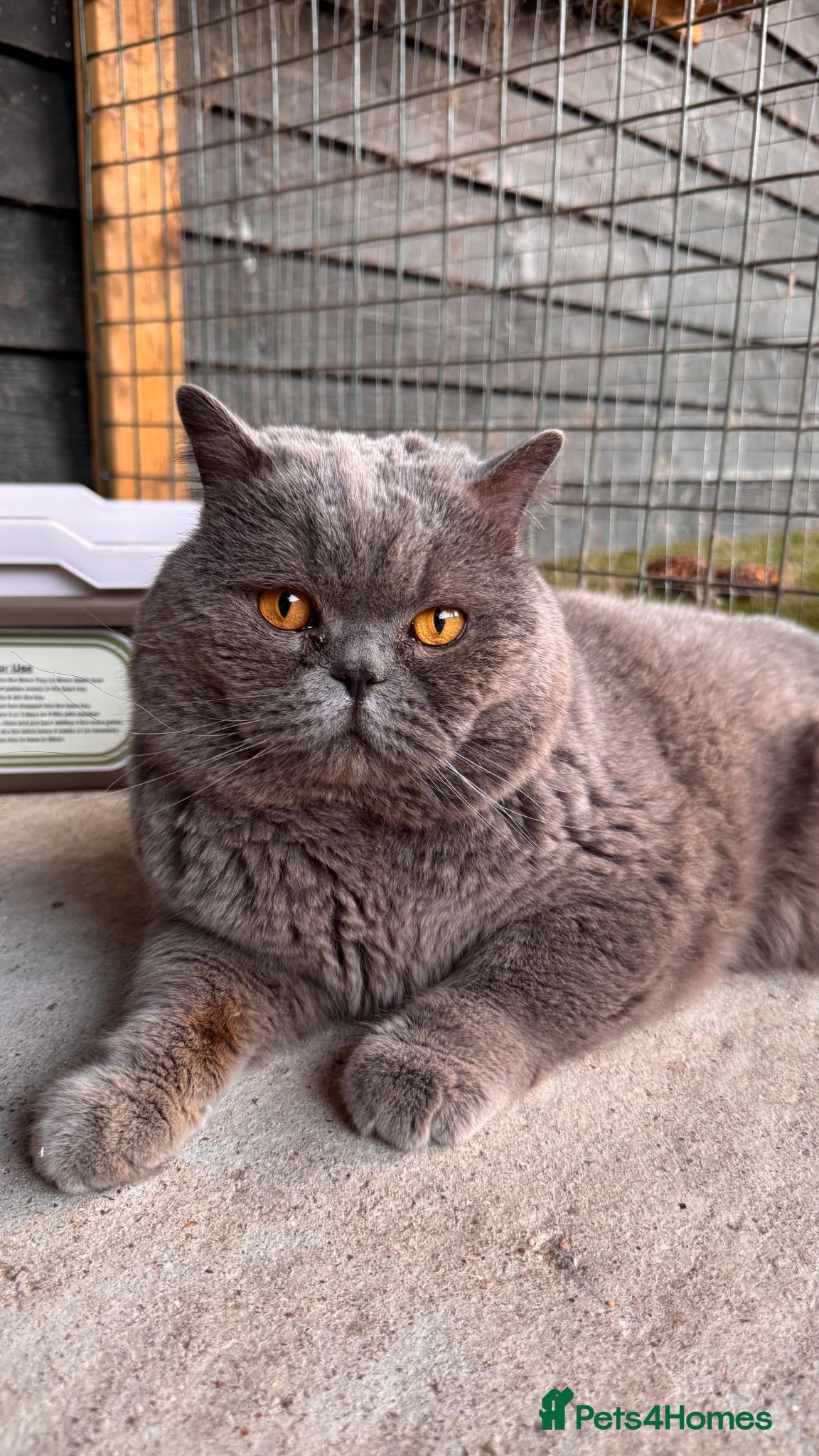 British Shorthair cats Stunning Blue British Shorthair Stud  - Advert 3