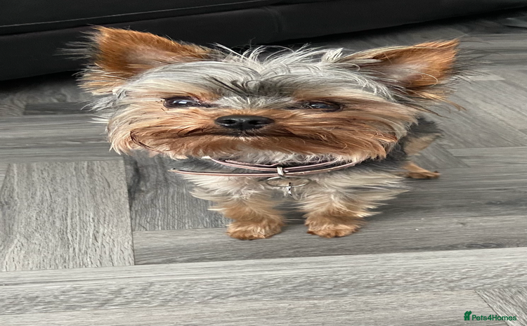 Yorkshire Terrier dogs - Advert 3