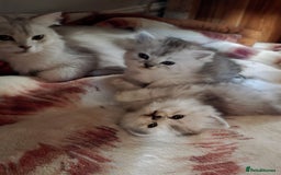 Persian cats for sale: Beautiful persian chinchilla kittens 😸 ♥️  - Image 13