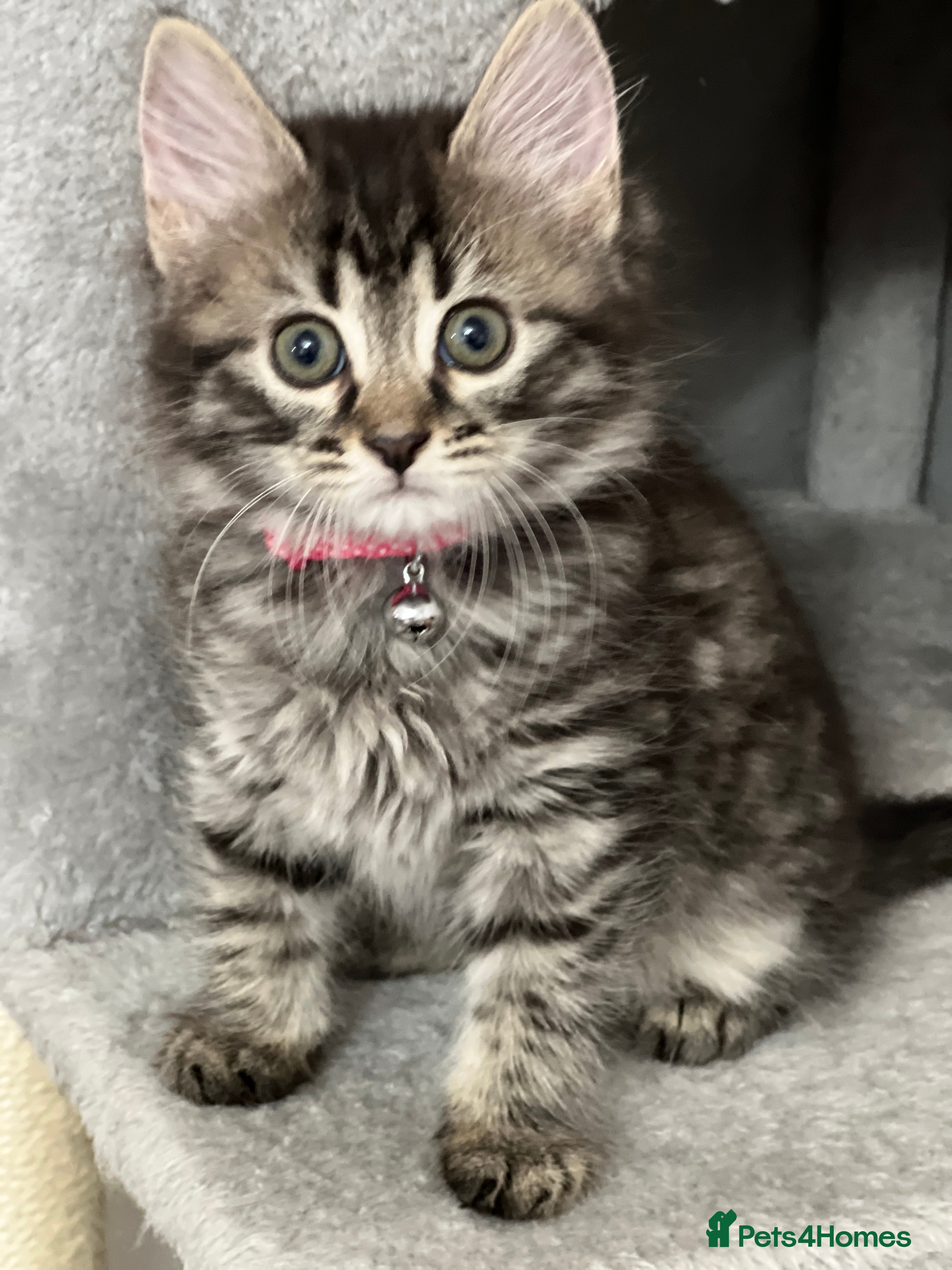 Mixed Breed cats Ready Now 2male and 1female Left - Advert 2