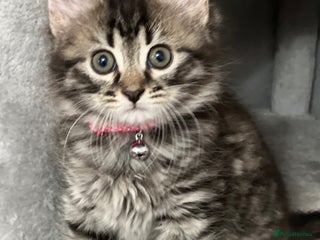 Mixed Breed cats Ready Now 2male and 1female Left - Advert 2