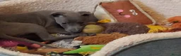 Italian Greyhound dogs for sale: Italian greyhound / whippet  - Advert 1