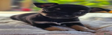 Chihuahua 2