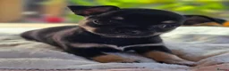Chihuahua dogs for sale: Gorgeous Chiuahaha pups! - Advert 26