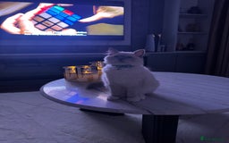 Ragdoll cats for sale: Beautiful Ragdoll kitten looking for loving home  - Image 2