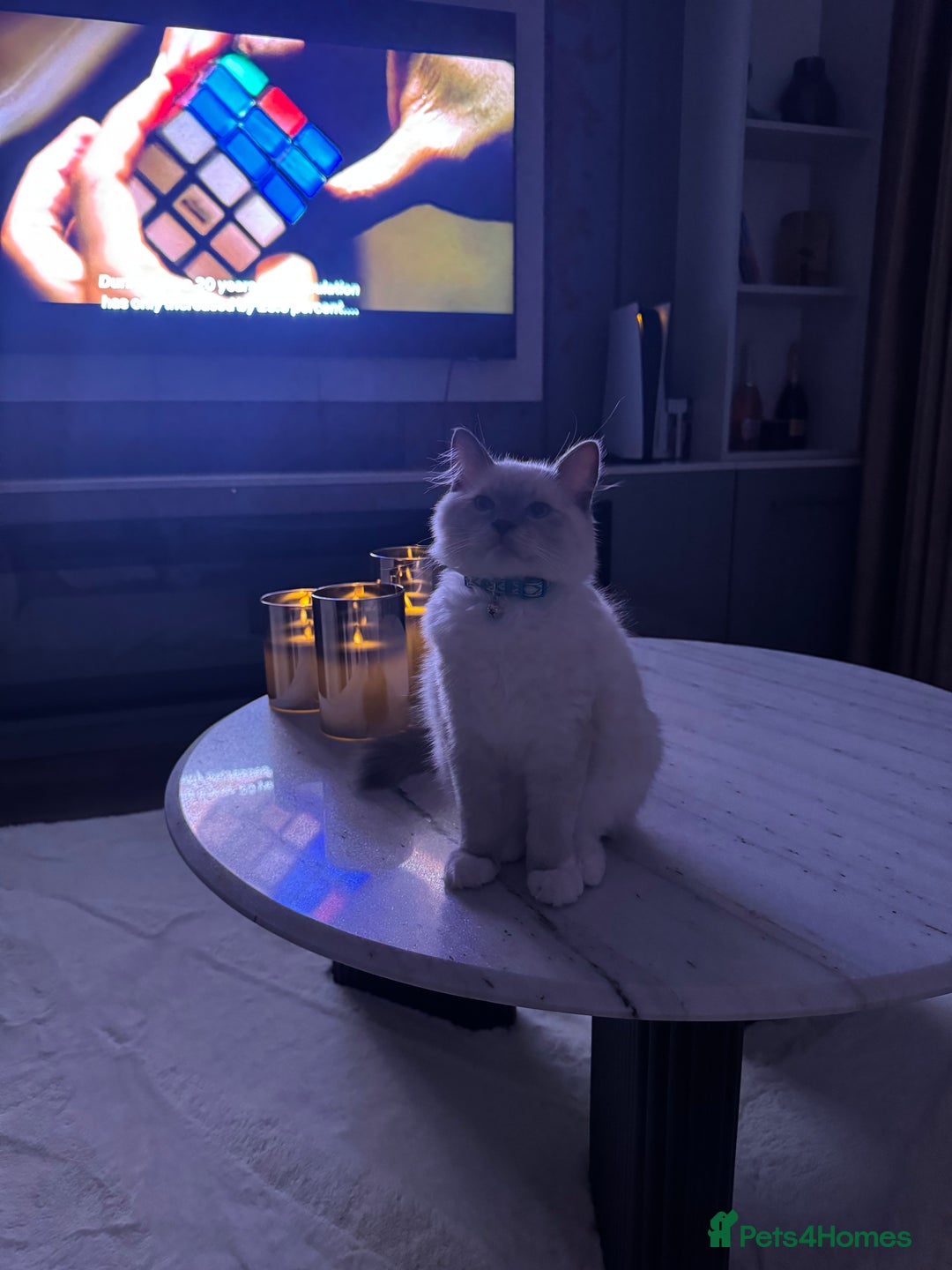 Ragdoll cats for sale: Beautiful Ragdoll kitten looking for loving home  - Image 2
