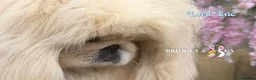 Pekingese dogs for sale: Cream girl kc licensed breeder health tested  - Advert 3