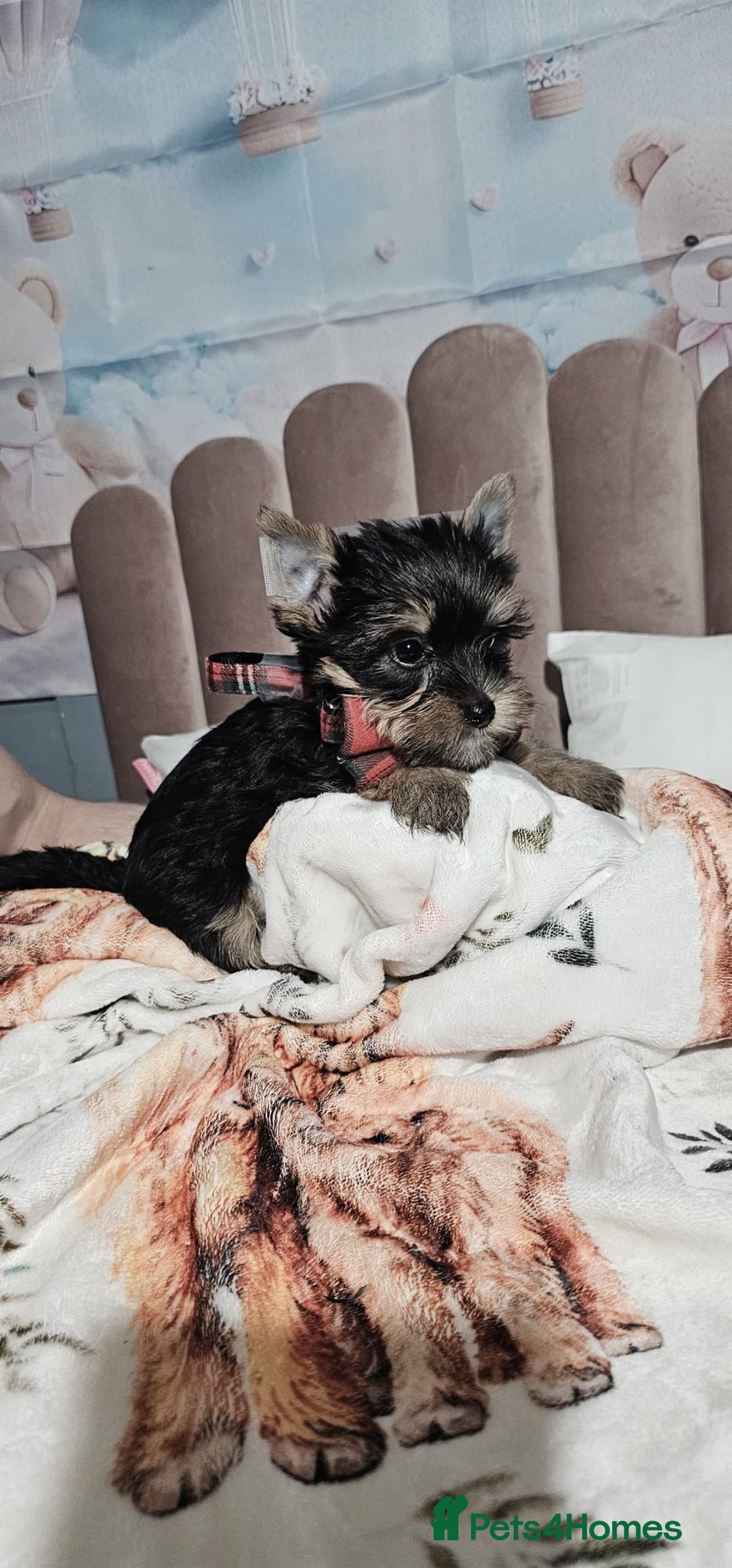 Yorkshire Terrier dogs for sale: Tiny miniature Yorkshire terriers - Advert 9