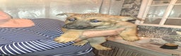 German Shepherd dogs for sale: Stunning German Shepherd puppies for sale - Advert 4