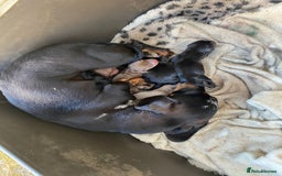 Dachshund dogs for sale: Dachshund  - Image 22