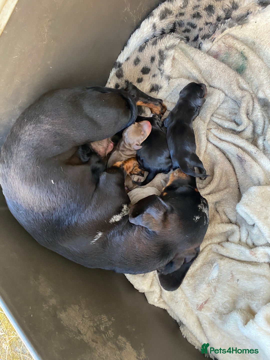 Dachshund dogs for sale: Dachshund  - Image 22