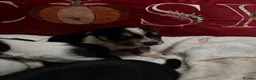 Mixed Breed dogs for sale: Gorgeous little Parson x Jack Russell babies  - Advert 2