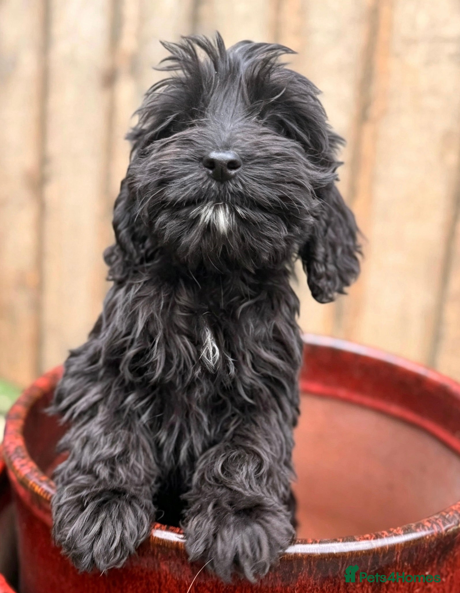 Cockapoo dogs Cocker spaniel x cockapoo puppies  - Advert 2