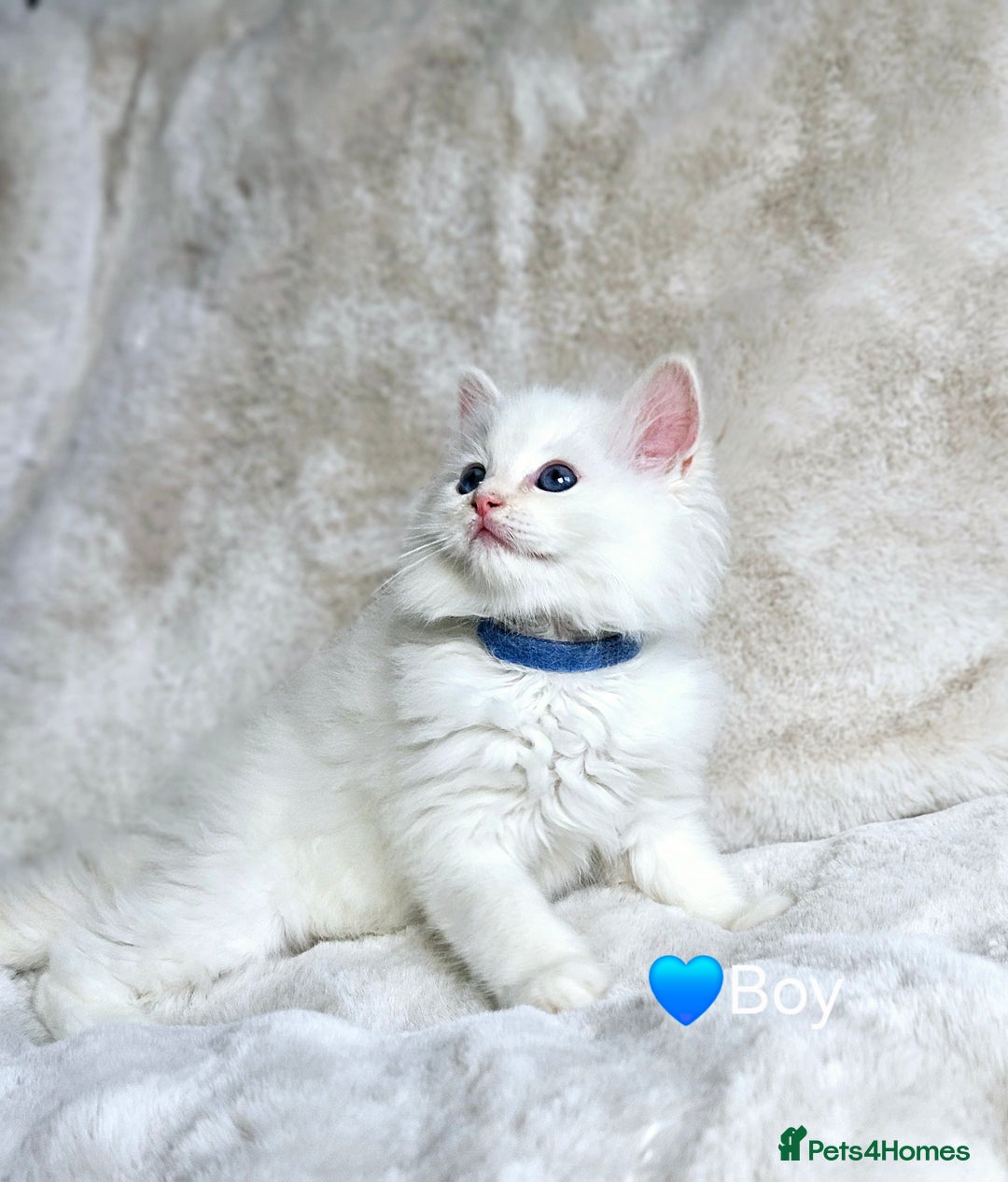 Ragdoll cats for sale: Pure Ragdoll Kittens - Image 7