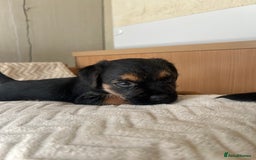 Border Terrier dogs for sale: Border Terrier Puppies - Ready now 🐾  - Image 28