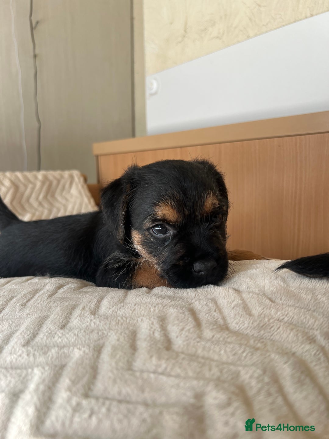 Border Terrier dogs for sale: Border Terrier Puppies - Ready now 🐾  - Image 28