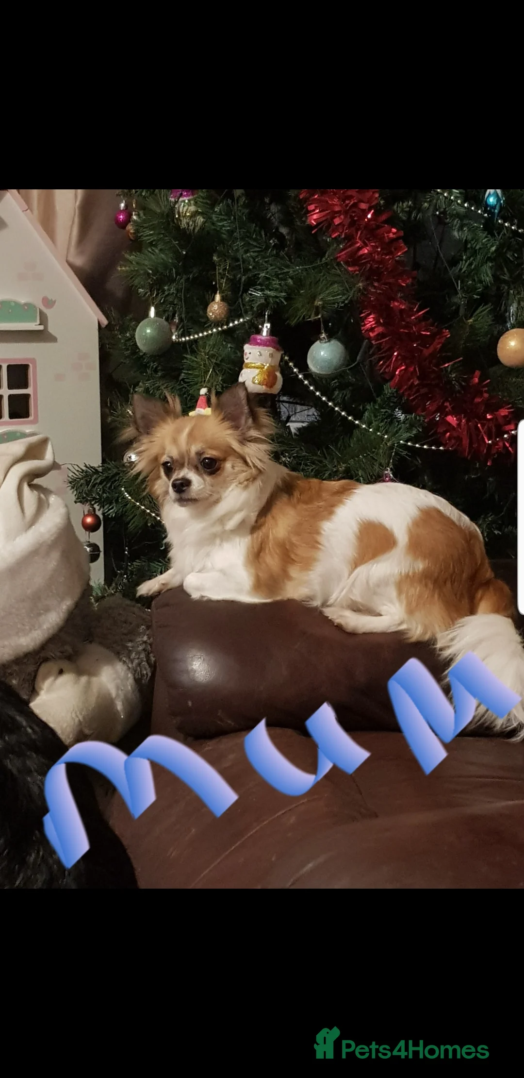 Chihuahua dogs for sale: Chihuahua puppy  - Advert 2