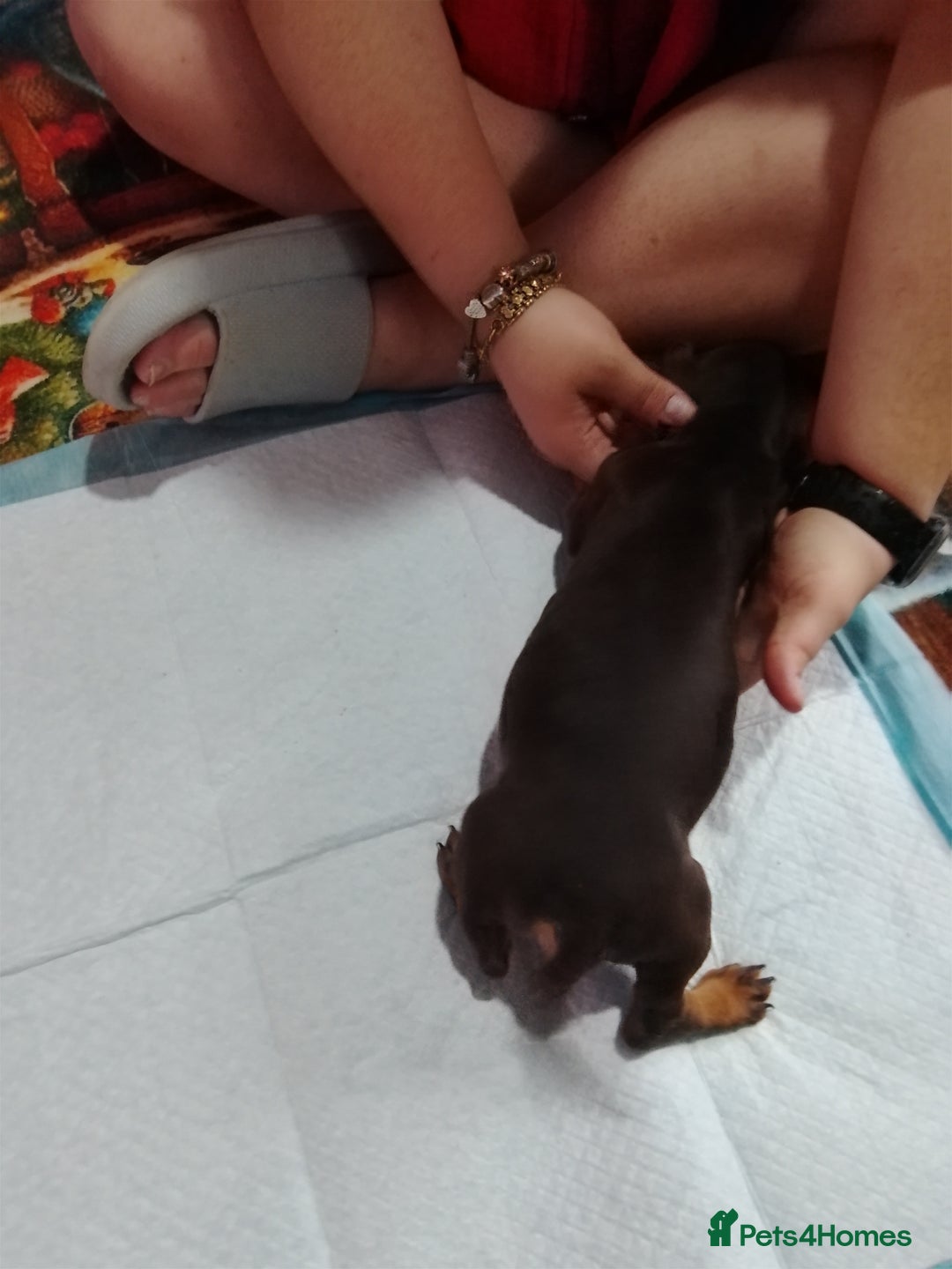 Mixed Breed dogs for sale: Jack dachshund  - Advert 5