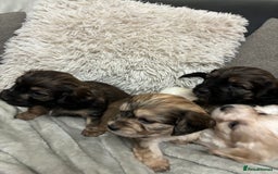 Mixed Breed dogs for sale: Adorable Cockerchons Fluffy, Low-Shed Wonders! - Image 10