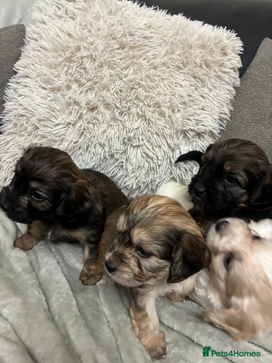 Mixed Breed dogs for sale: Adorable Cockerchons Fluffy, Low-Shed Wonders! - Image 10