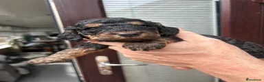 Cockapoo 5