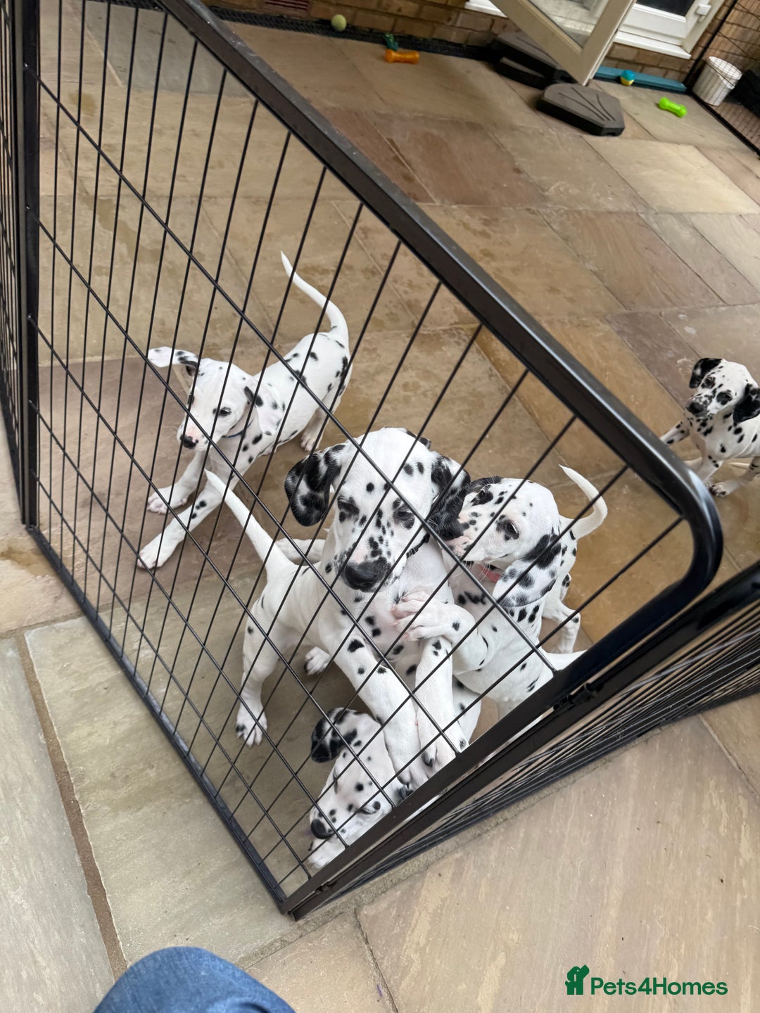 Dalmatian dogs for sale: Antbowdals Strong British Pedigree Dalmation pups - Image 21