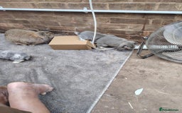 French Lop rabbits for sale: Giant lops beautiful example  - Image 11