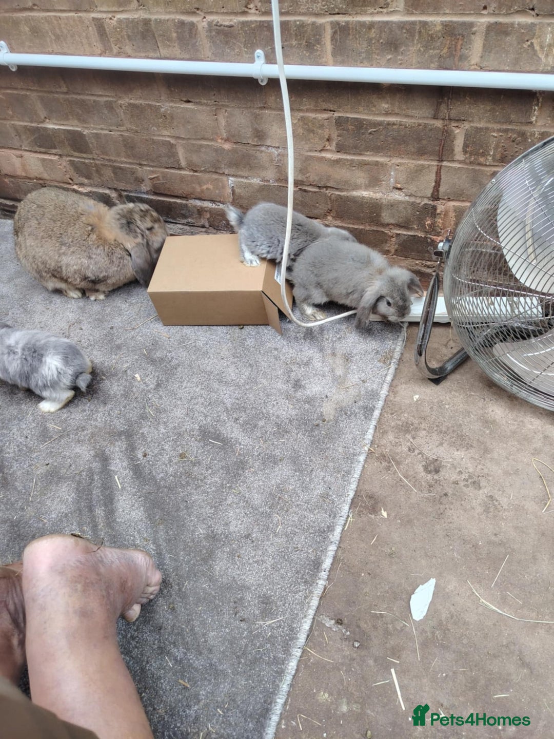 French Lop rabbits for sale: Giant lops beautiful example  - Image 11