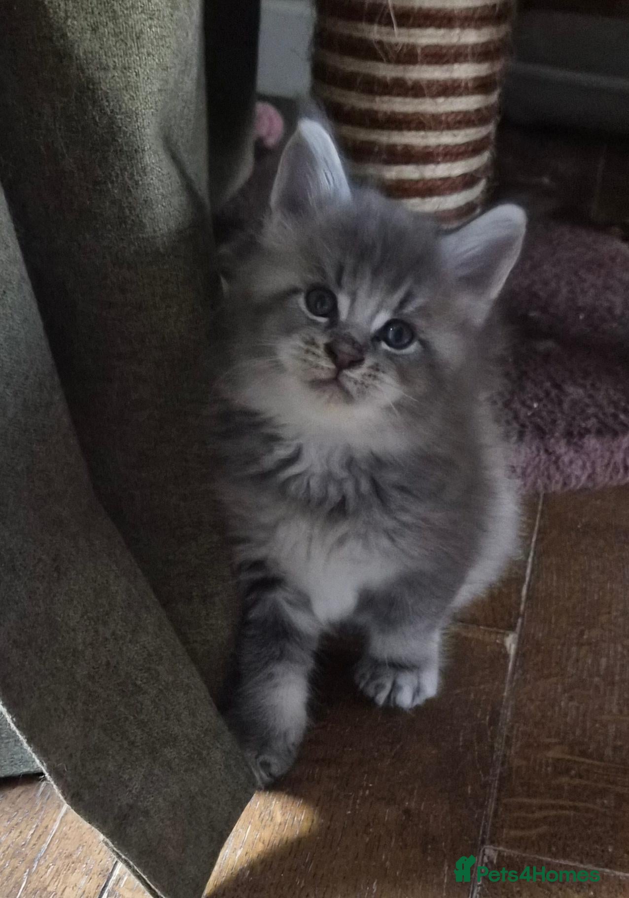 Maine Coon cats Maine coon pedigree kittens  - Advert 9