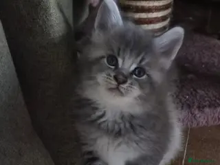 Maine Coon cats Maine coon pedigree kittens - Advert 9