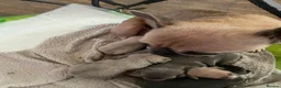 Mixed Breed dogs for sale: Bullhuahua's 💙💙 - Advert 5