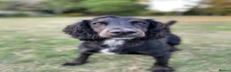 Cocker Spaniel dogs for stud: KV Working Cocker Spaniel Health tested  in Cheltenham - Advert 4