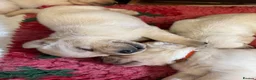 Labrador Retriever dogs for sale: Show bred Labrador puppies (parents health tested) - Advert 7