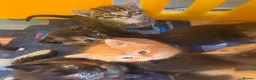 Mixed Breed cats for sale: Little kittens  - Advert 25