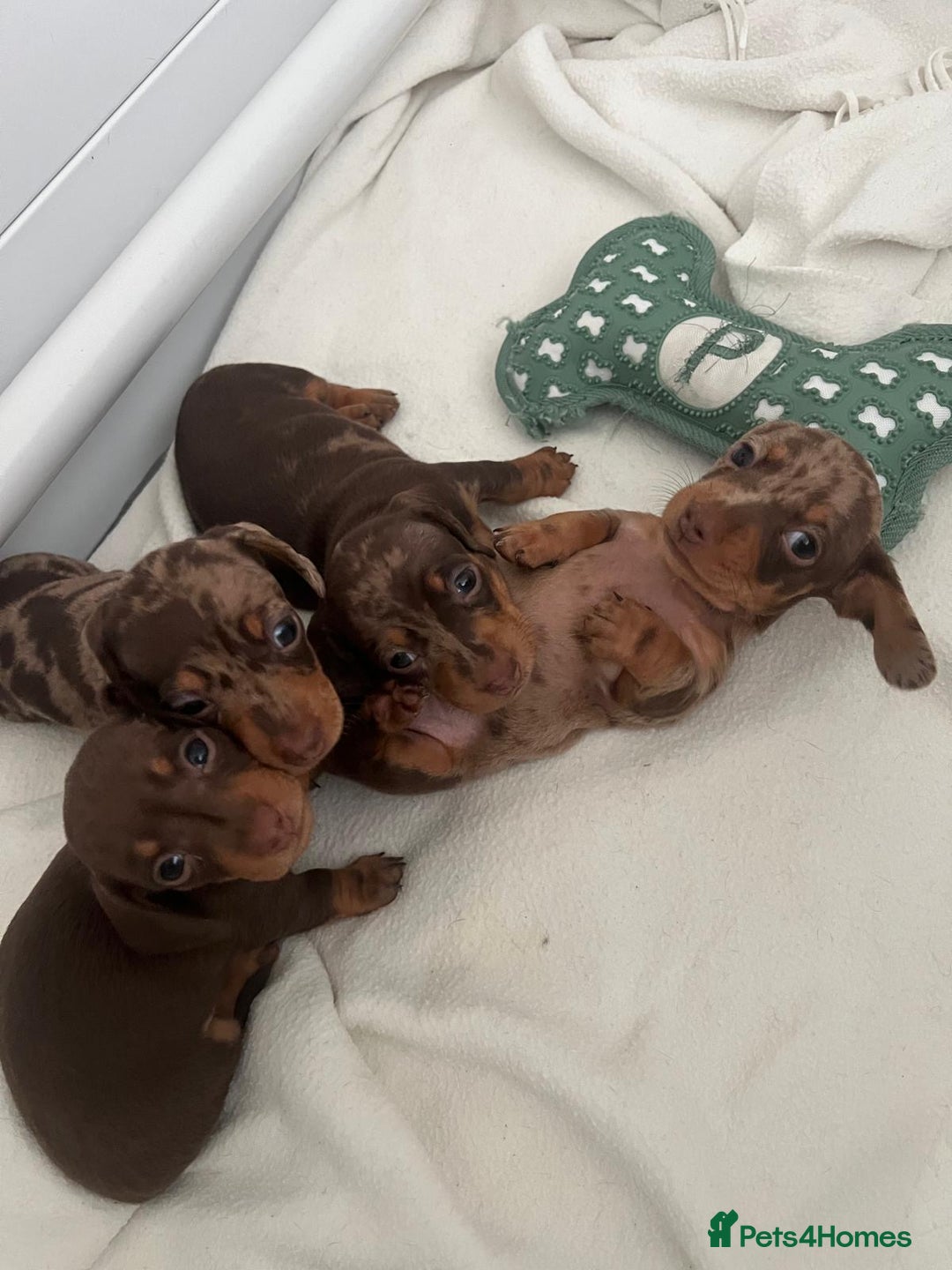 Miniature Dachshund dogs for sale: 🐾 Miniature Dachshund Puppies Available🐾 - Image 1