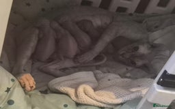 Sphynx cats for sale: 4 Female Sphynx Kittens - Advert 10