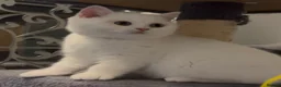 British Shorthair cats for sale: ⭐️GCCF registered British shorthair kittens⭐️ - Advert 10